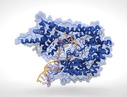 https://en.wikipedia.org/wiki/T7_RNA_polymerase