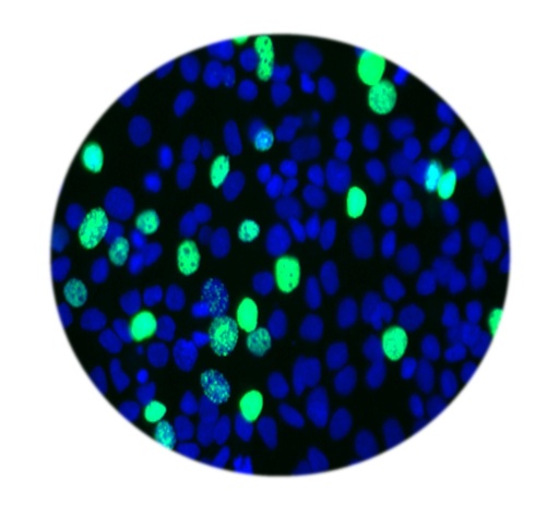[SA-ASSAY-25] E-Click EdU Cell Proliferation Imaging Assay Kit (Red, Elab Fluor® 647)