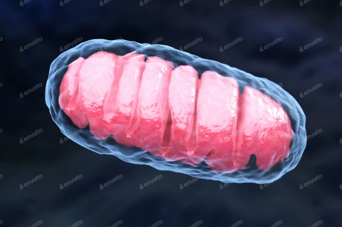Mitochondrial Function and Cellular Energy Metabolism